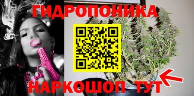 шишки Новокубанск